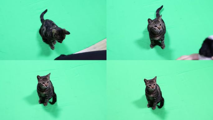 小猫绿屏拍摄