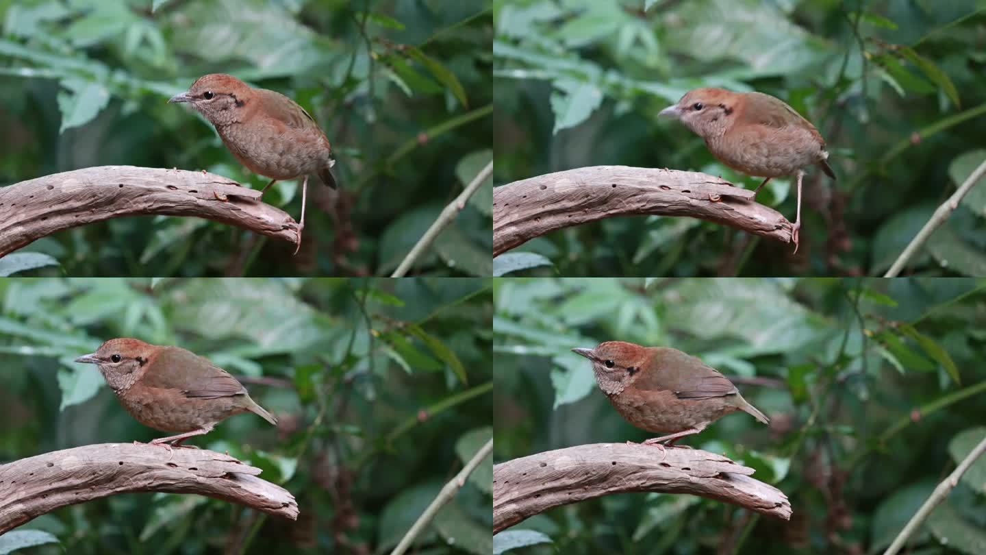 蓝枕八色鸫