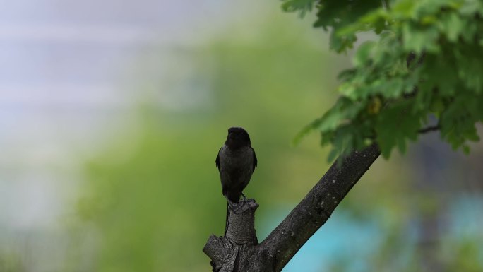 城市树枝上的小鸟-----棕背伯劳黑色型