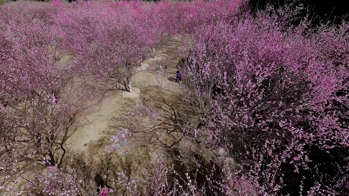 广州香雪公园春日阳光红梅盛开航拍4K视频