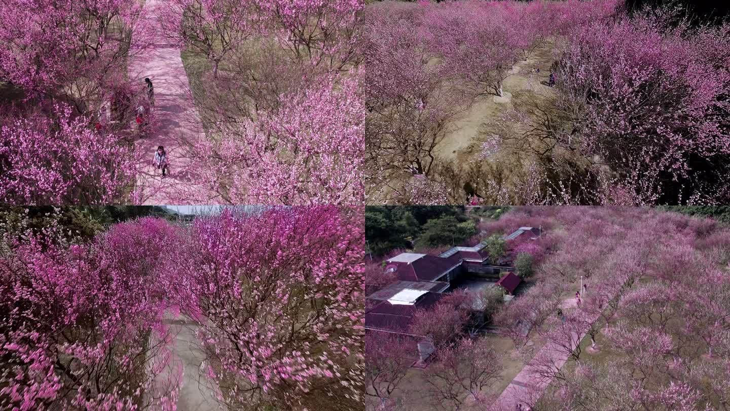 广州香雪公园春日阳光红梅盛开航拍4K视频