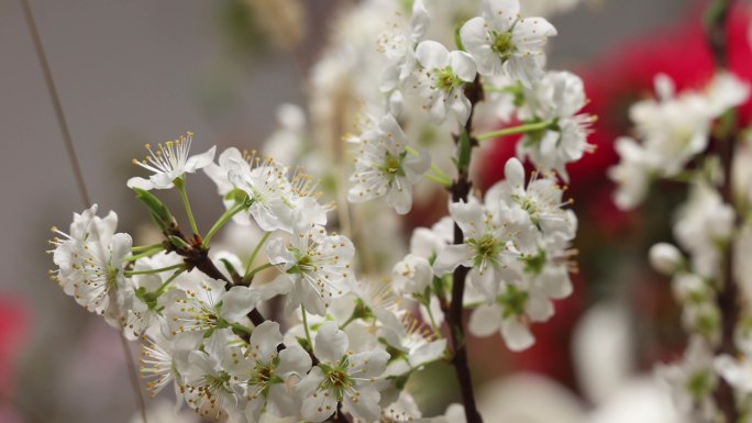 春暖花开 立春 延时 梨花 桃花 海棠