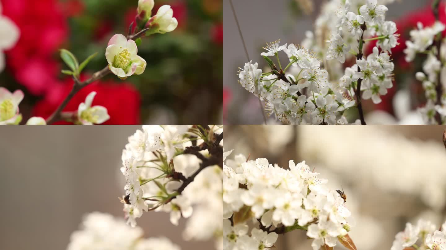 春暖花开 立春 延时 梨花 桃花 海棠