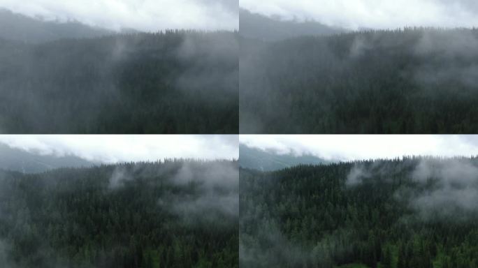 4K山区森林航拍云雾缭绕