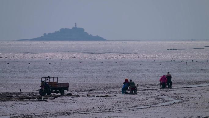 福建福清沙浦紫菜养殖