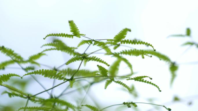 广东农村大山野草芒箕骨