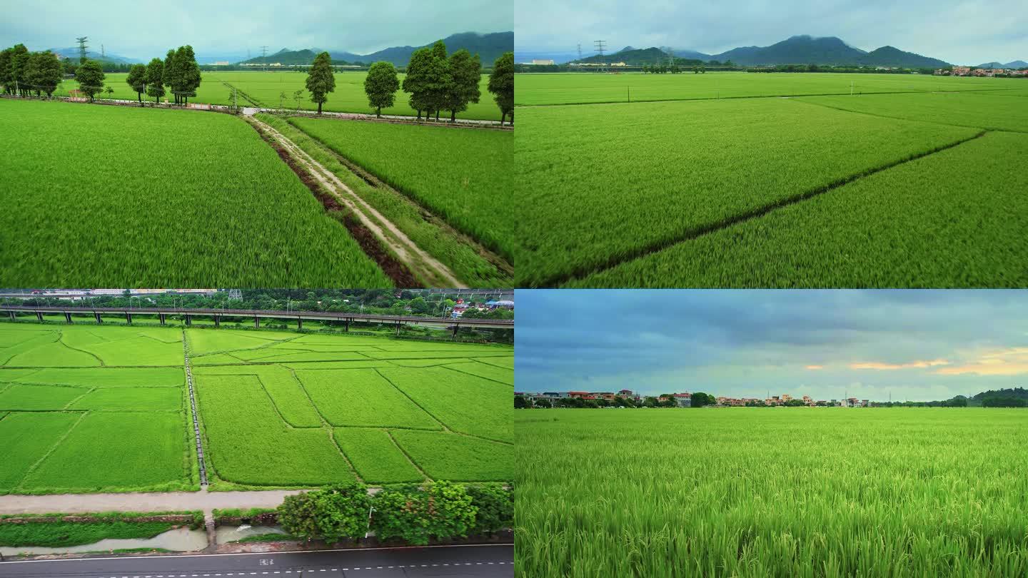 美丽的稻田崖口乡村景色