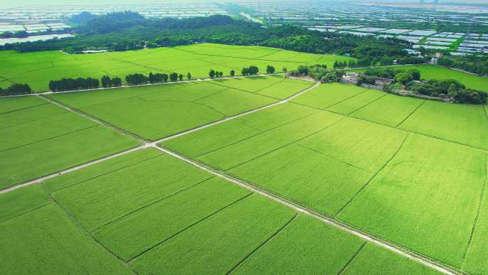 美丽的稻田崖口乡村景色