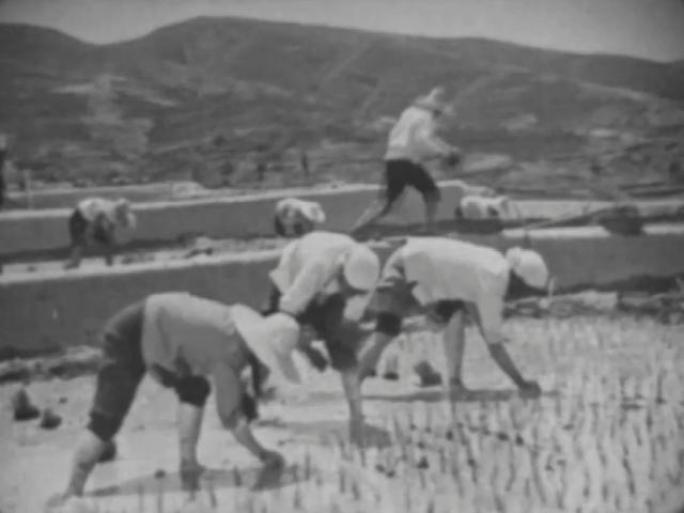 60年代 昔阳大寨 水稻种植  粮食丰收