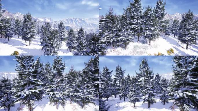 松树雪景360度