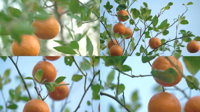 皇帝桔 橘子 柑橘 生态水果 生态种植