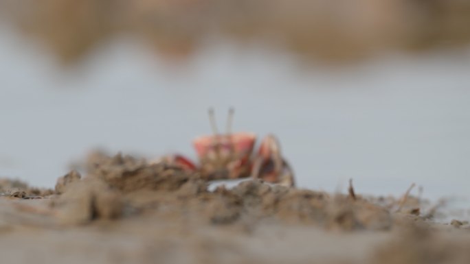 滩涂小螃蟹