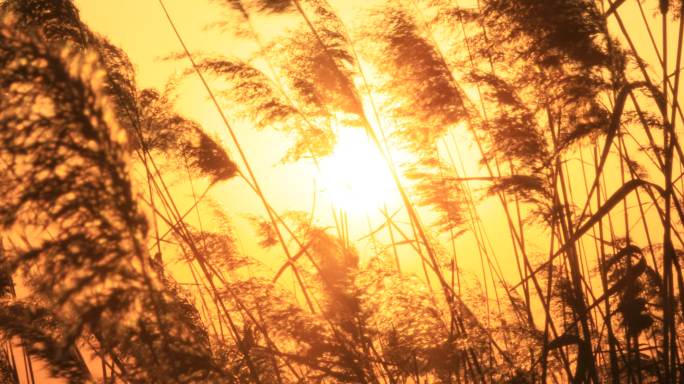 夕阳下金色芦苇