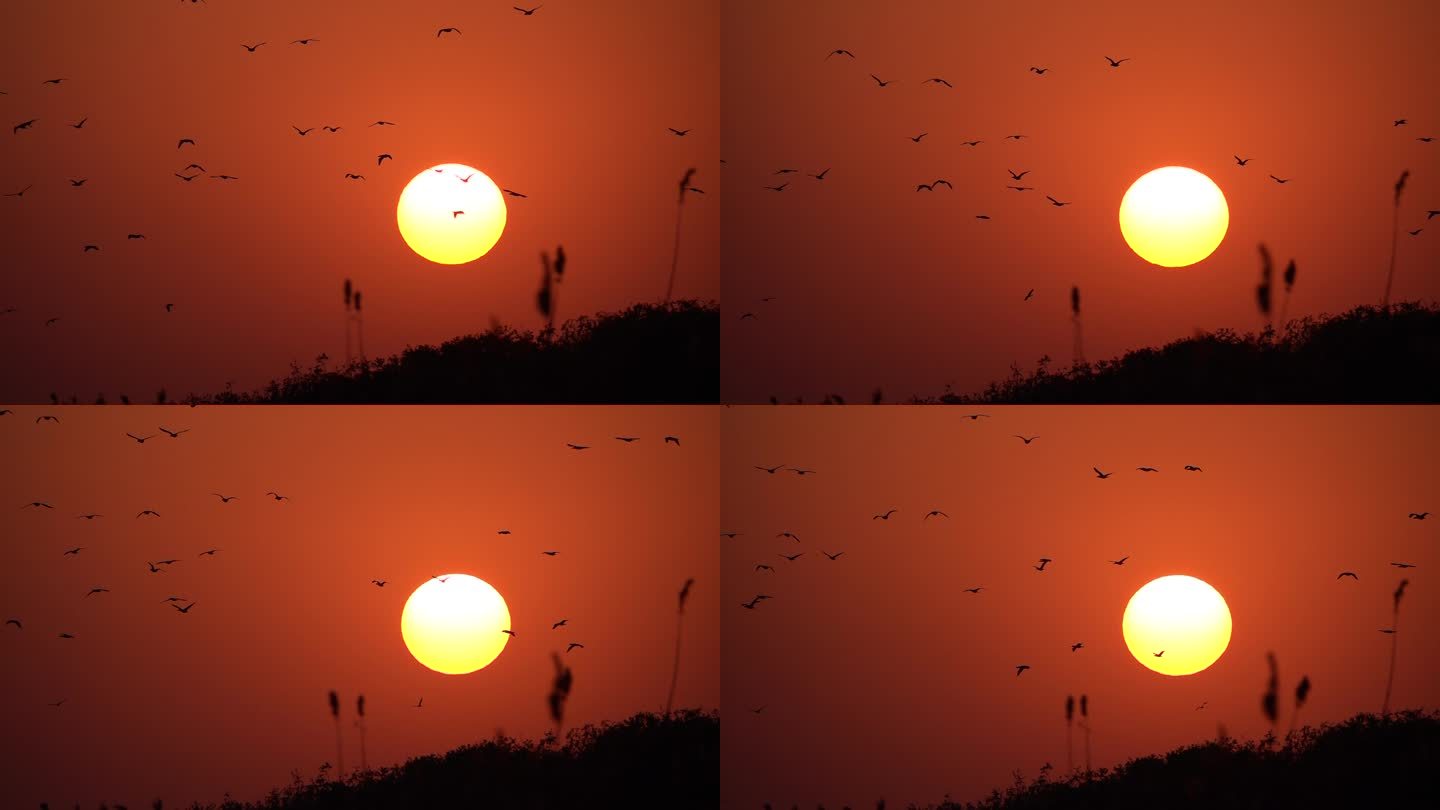 夕阳飞鸟