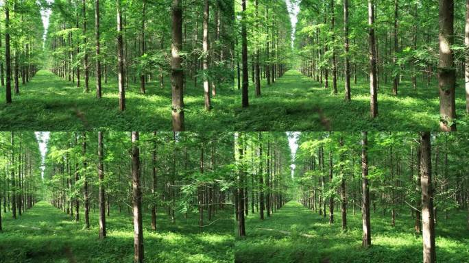 盐城黄海森林公园