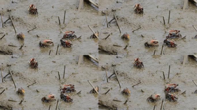 滩涂螃蟹爬行