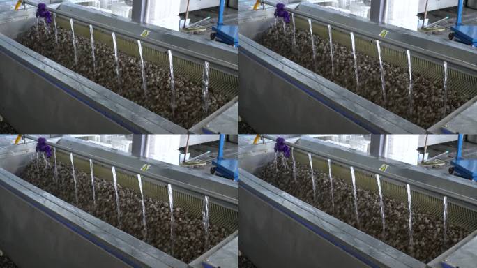 田螺 螺蛳 清洗机械 自动化 田螺食品