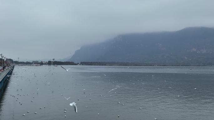 云南 昆明 海埂大坝 海鸥 航拍