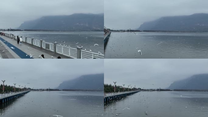 云南 昆明 海埂大坝 海鸥 航拍