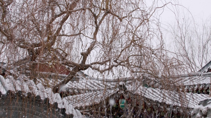 古建园林枯树飘落的雪花-初雪飘落