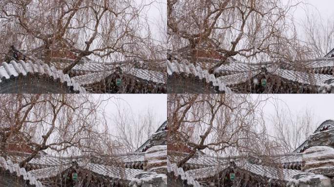 古建园林枯树飘落的雪花-初雪飘落