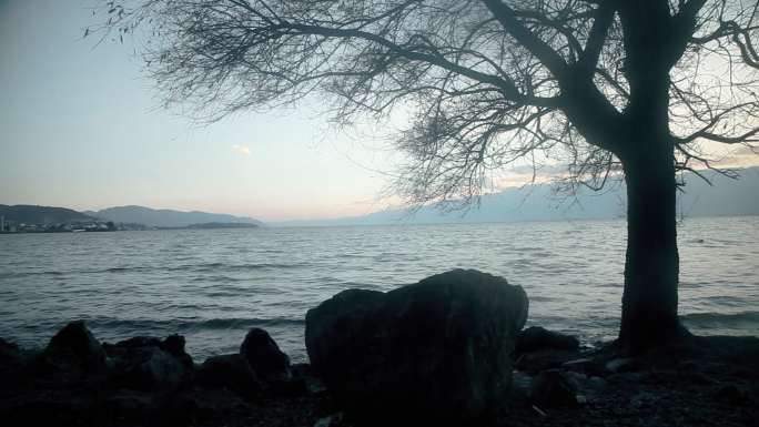 湖边海边树影