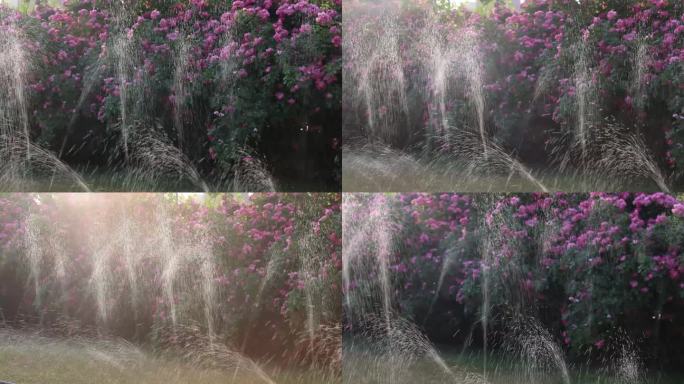 公园花卉喷灌 浇水 4K