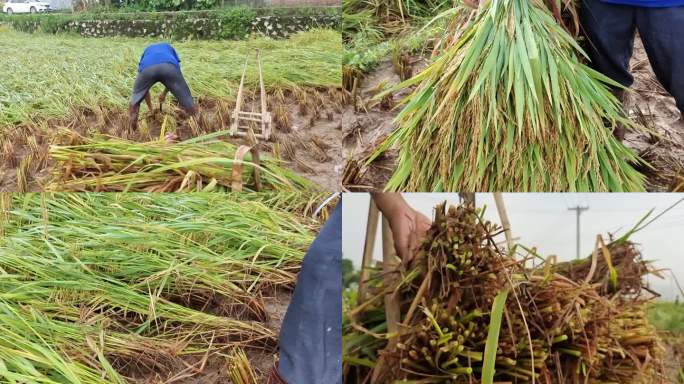 狂风暴雨过后推毁农作物台风来袭吹倒禾苗