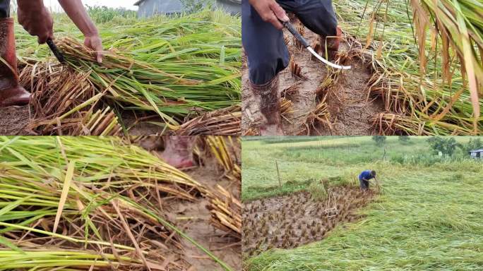 强暴风雨推毁台风吹毁农作物人工收割稻穗
