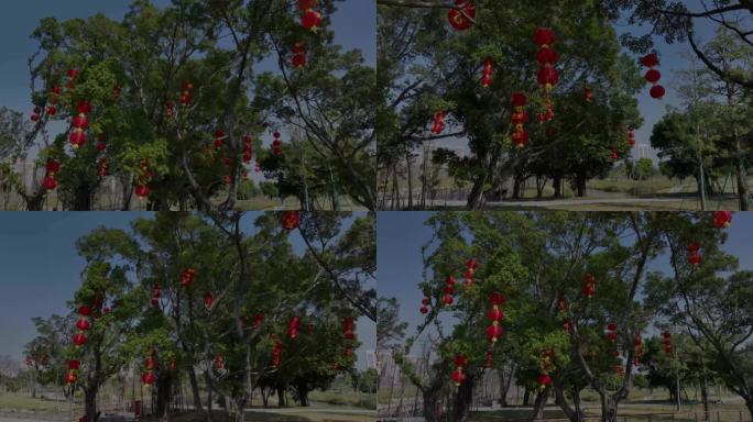 榕树上的红灯笼素材（5K）