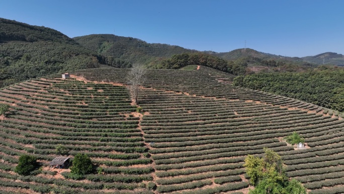 云南 茶山 航拍 风景 田园风光