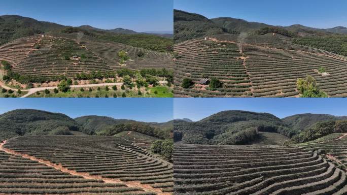 云南 茶山 航拍 风景 田园风光