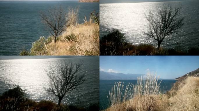 海边树和茅草芦苇