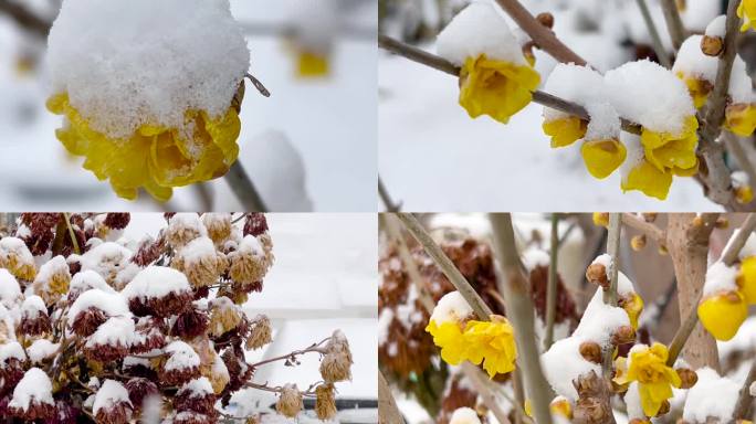 雪中覆盖的蜡梅、腊梅花、冬梅花 01