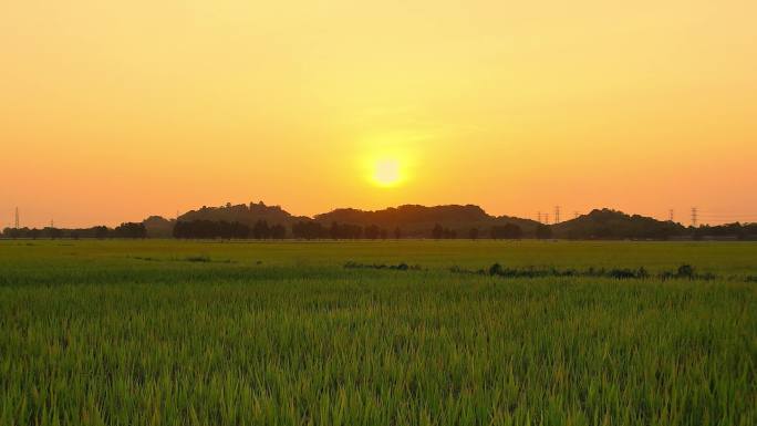 中山崖口 崖口村 乡村振兴 收割稻田