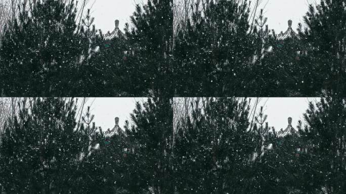 初雪飘落-古建松树飘雪