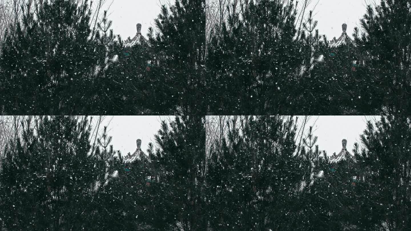 初雪飘落-古建松树飘雪