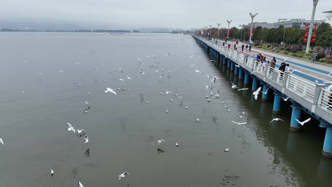 云南 昆明 海埂大坝 海鸥 航拍