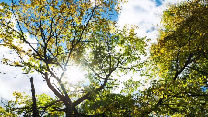 阳光森林延时 蓝天白云延时