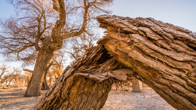 内蒙古 额济纳旗胡杨林
