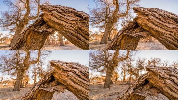 内蒙古 额济纳旗胡杨林