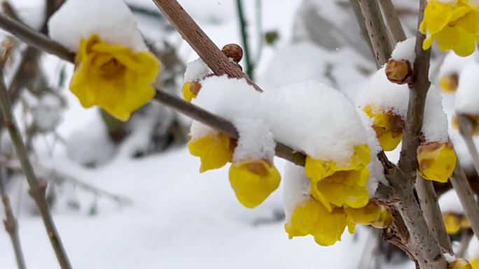 雪中覆盖的蜡梅、 腊梅花 、冬梅花 02