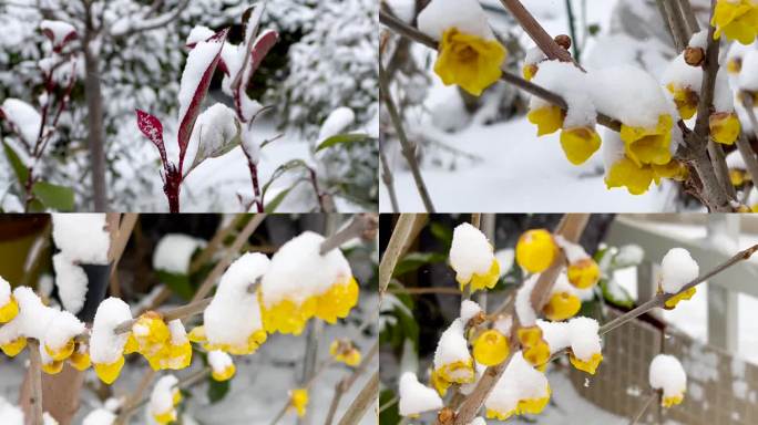 雪中覆盖的蜡梅、 腊梅花 、冬梅花 02