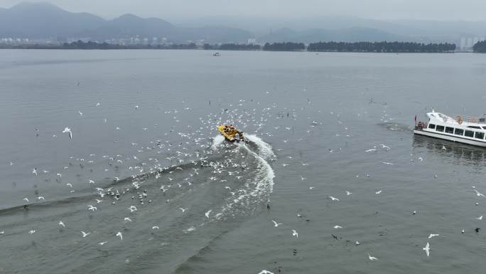 云南 昆明 海埂大坝 海鸥 航拍