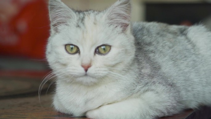 小猫回头瞬间宠物猫白色小猫可爱猫咪喵星人