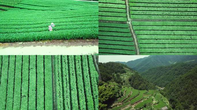 航拍茶园 茶田采茶