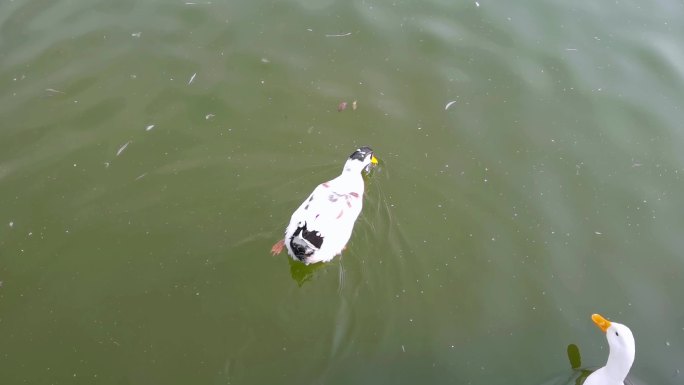 水里的鸭子