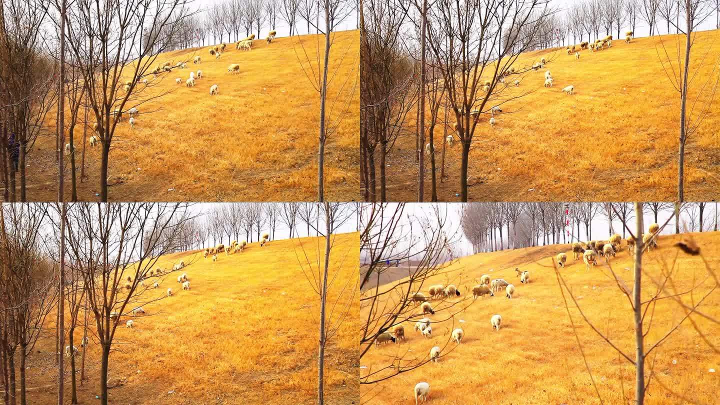 冬季土坡斜坡上一人在放羊羊群吃草