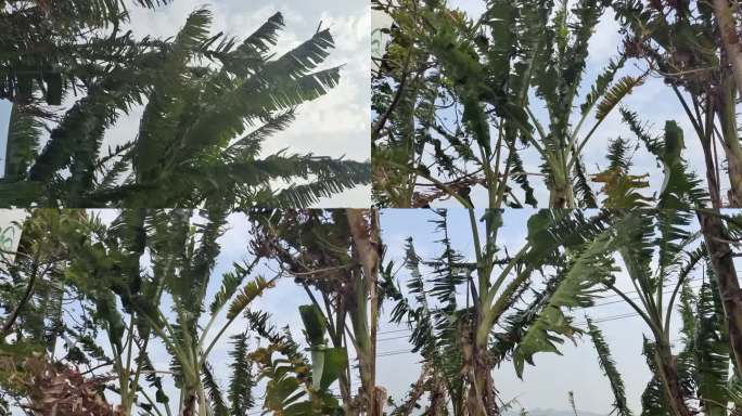 狂风暴雨推毁农作物台风来袭强风吹倒香蕉树