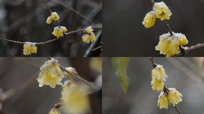 下雪腊梅